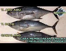 Apa Beda Ikan Tongkol Dengan Ikan Tuna