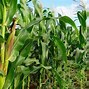 Jagung Manis Tongkol Besar